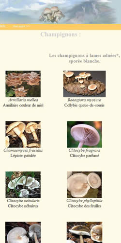 Les champignons à lames adnéees.