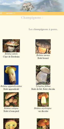 Les champignons à hyménium poré