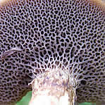 Les champignons qui présentent des pores sous le chapeau, à hyménium poré.