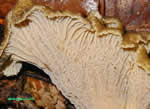 Champignons à plis et aiguillons.